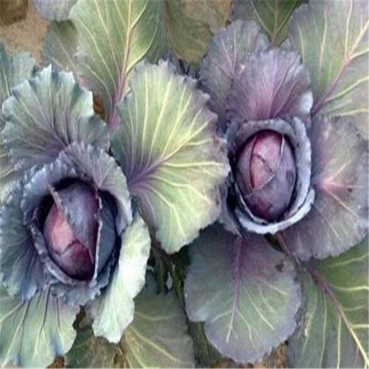 包菜苗价格  紫甘蓝苗   甘蓝苗价格  期待询价