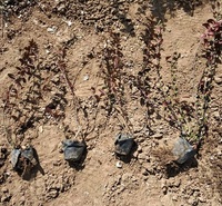培育小叶扶芳藤基地 上海小叶扶芳藤价格