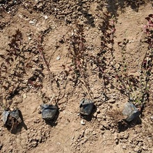 培育小叶扶芳藤基地 上海小叶扶芳藤价格