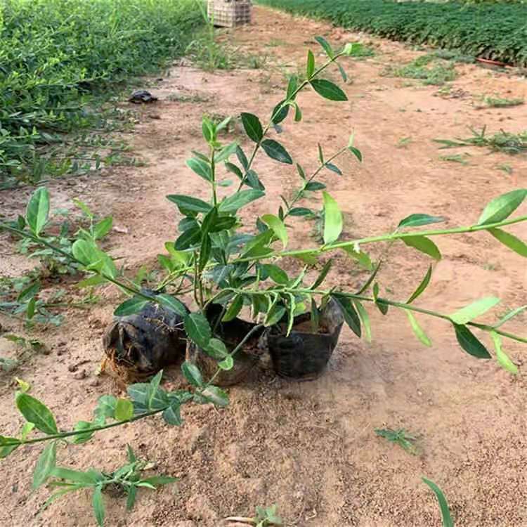 小叶扶芳藤基地 扶芳藤行情 扶芳藤供应 扶芳藤价格