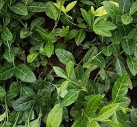 批发爬藤绿化植物【青叶蔓】小叶扶芳藤 四季常绿 小叶扶芳藤苗