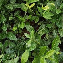 批发爬藤绿化植物【青叶蔓】小叶扶芳藤 四季常绿 小叶扶芳藤苗