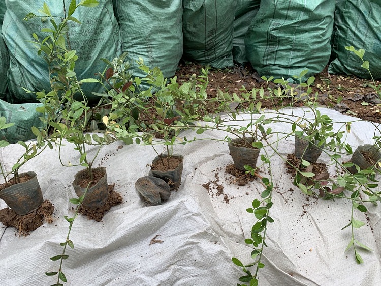 小苗价格 扶芳藤苗圃批发 护坡小灌木爬行卫矛价格