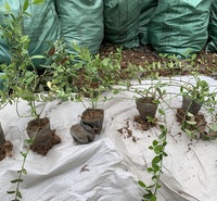小苗价格 扶芳藤苗圃批发 护坡小灌木爬行卫矛价格
