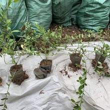 小苗价格 扶芳藤苗圃批发 护坡小灌木爬行卫矛价格