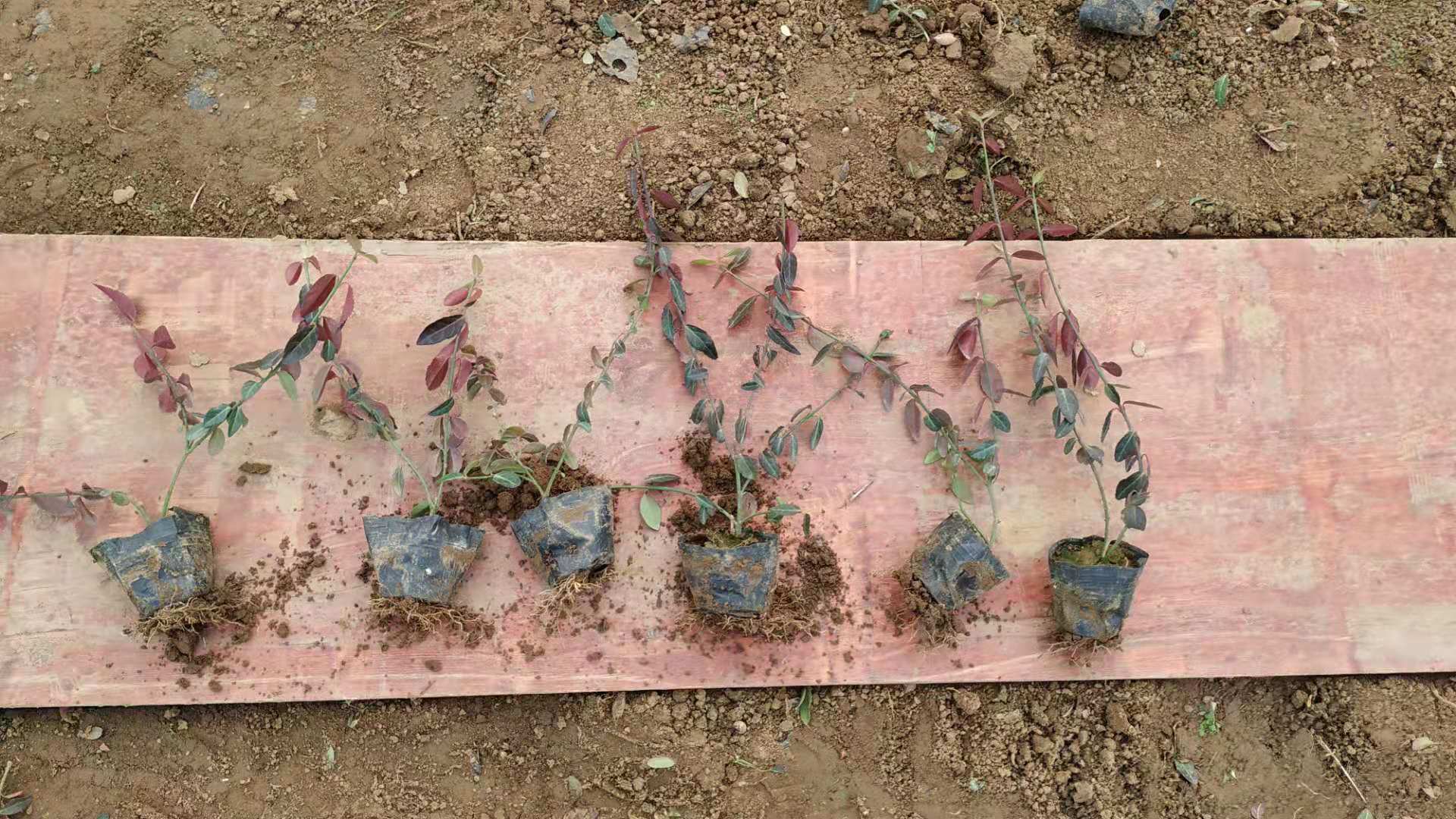 爬行卫矛 小叶扶芳藤价格