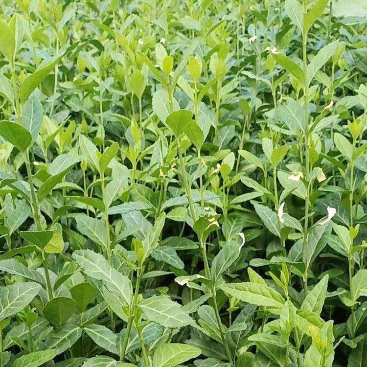 爬行卫矛 小叶扶芳藤价格 长势好大量供应