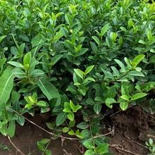 山东扶芳藤供应顺和苗圃 扶芳藤价格