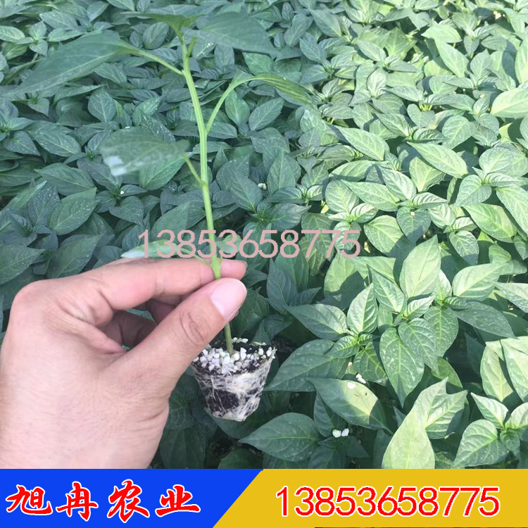 辣椒苗 线椒种苗 螺丝椒种苗 羊角椒种苗 泡椒种苗蔬菜育苗基地