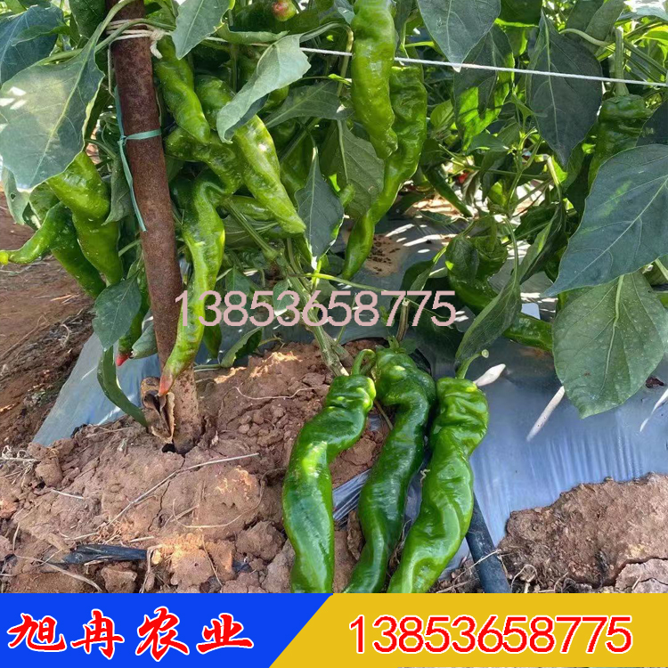大果螺丝尖椒苗 抗病毒螺丝椒种苗 辣椒种子