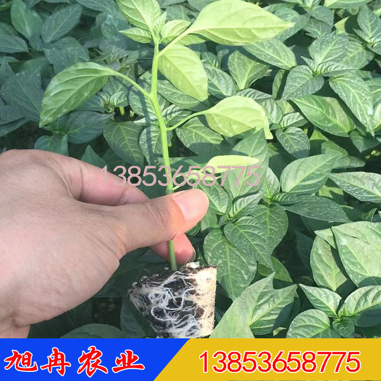 绿线椒苗 黑线椒苗 批发线椒苗