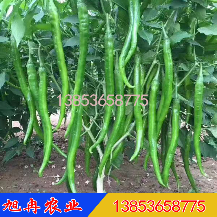 黄皮线椒苗 黄绿皮线椒苗 线椒种子 露天种植线椒苗 江西早春种植线椒苗