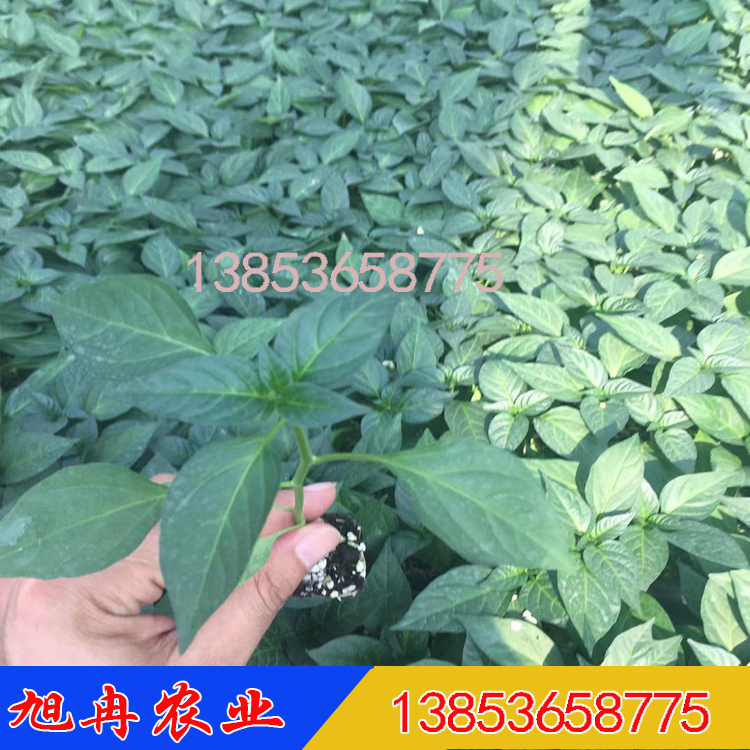 长龙56线椒种子 线椒苗 帝王336线椒种子厂家