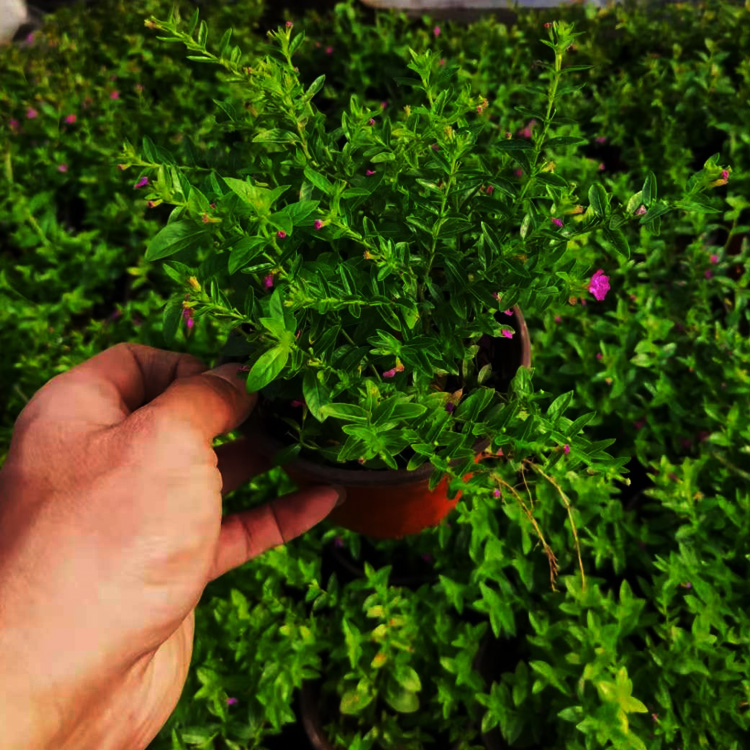 满天星价格 满天星出售 满天星种植基地 夏杰花卉 