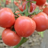 供应番茄种子  西红柿种子  植株抗性好  玉兔一号  高产  