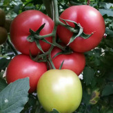 夏秋拱棚种植   番茄种子  西红柿种子 秋延迟温室大棚种植