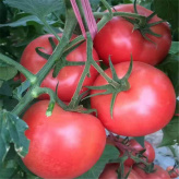 西红柿种苗   山东西红柿种苗批发  欢迎咨询
