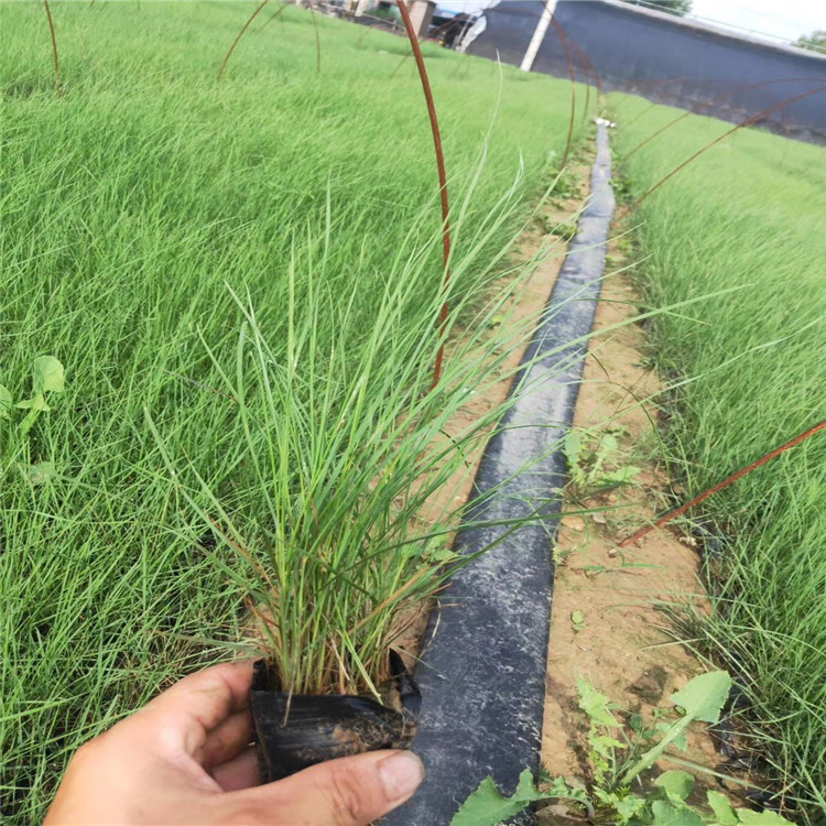 粉黛乱子草 粉黛乱子草价格 观赏草