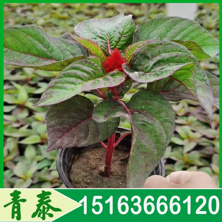供应世纪红 世纪红供应商 欢迎来电