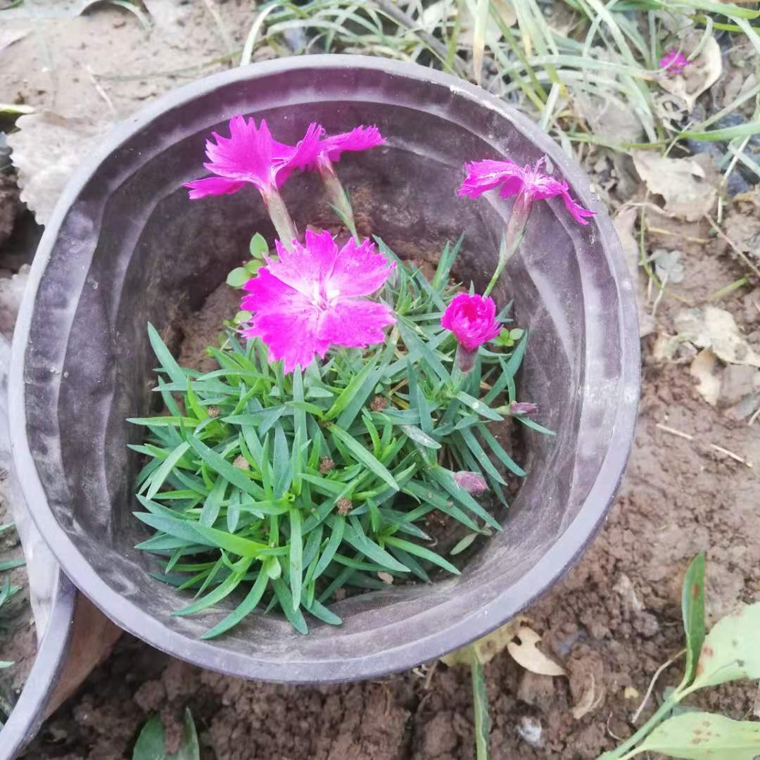 多样性花簇生欧石竹 锦帆基地种植观花租摆欧石竹