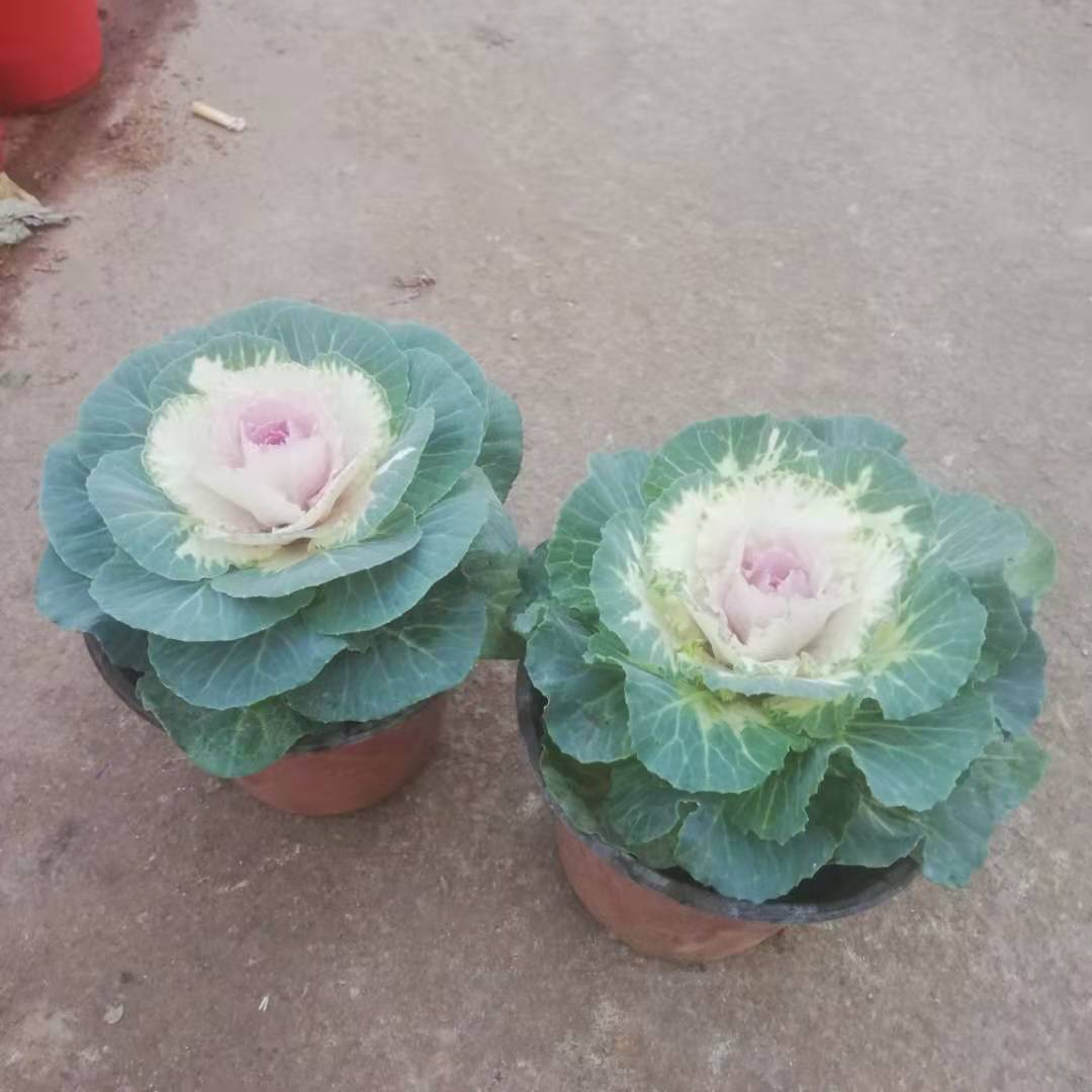 羽衣甘蓝小苗 锦帆花卉基地直供优良羽衣甘蓝 多种叶色