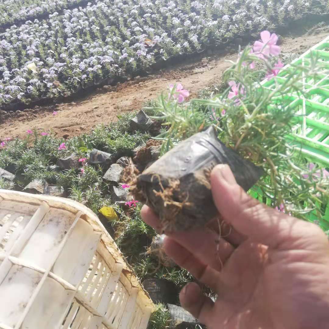 丛生福禄考 芝樱小苗 锦帆宿根丛生福禄考价格