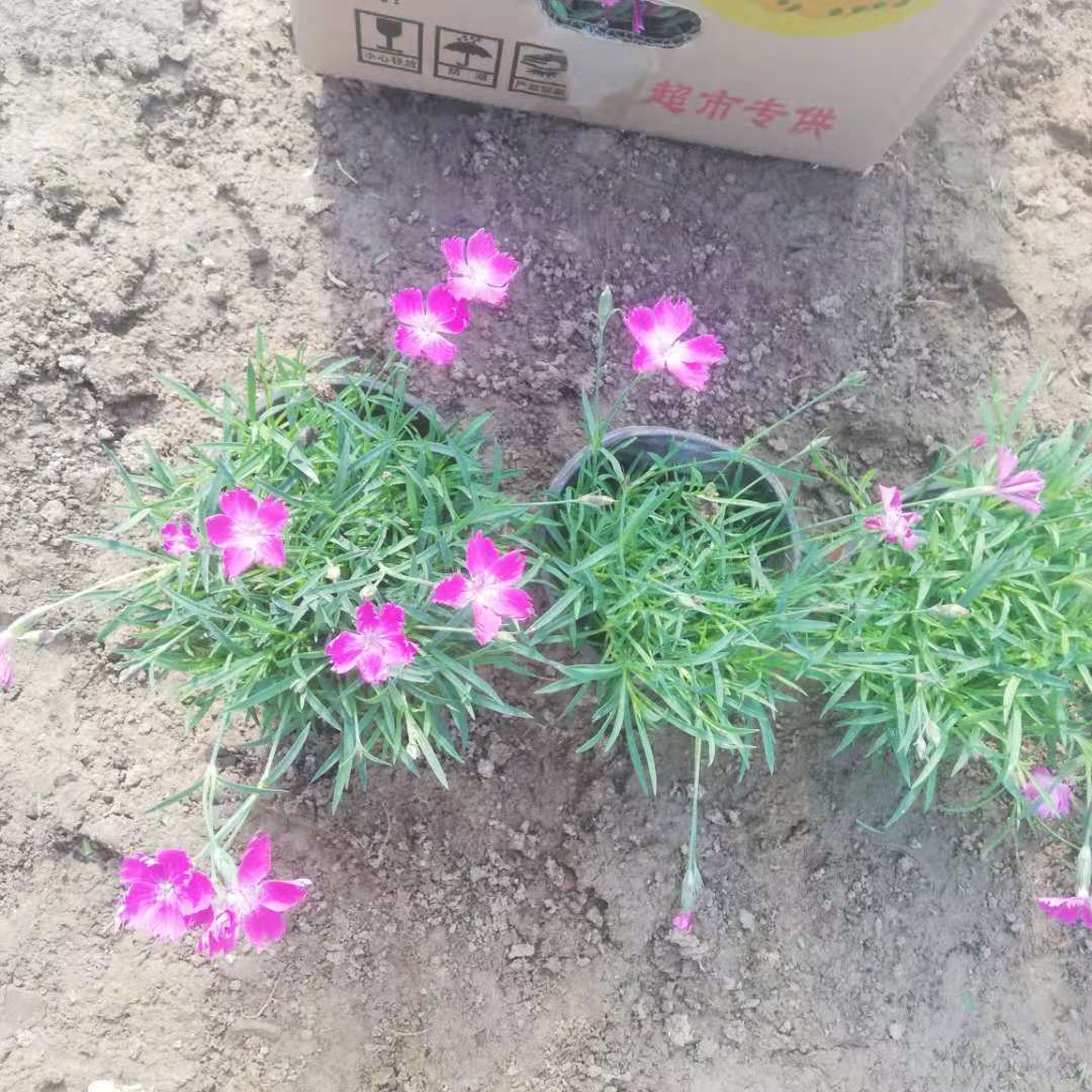 实力商家直供欧石竹 观花盆栽小苗种植培育 青州锦帆