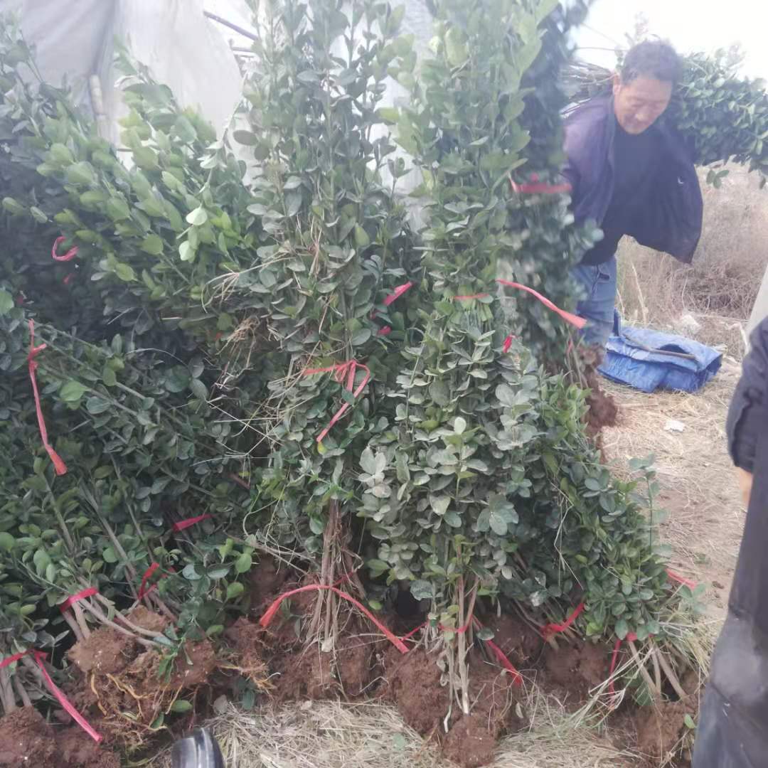 北海道黄杨价格 咨询锦帆苗木种植基地 江苏地被苗木批发商