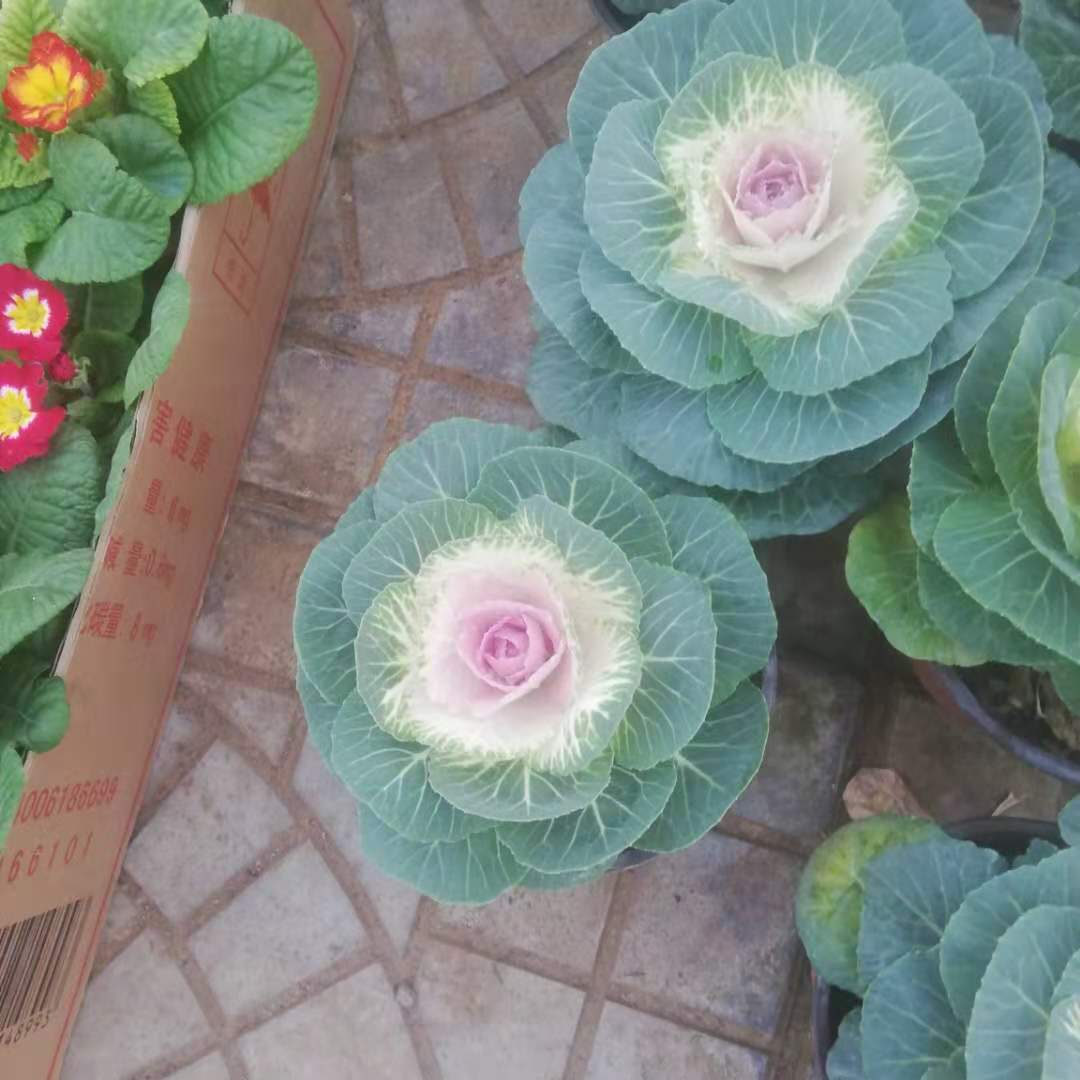花坛布置用羽衣甘蓝 审美效果好 山东羽衣甘蓝行情