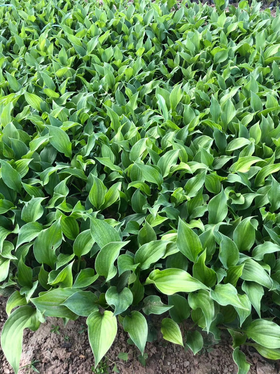 白玉簪价格 多年宿根地被 7-9月开花  梓熙大量预定白玉簪小苗