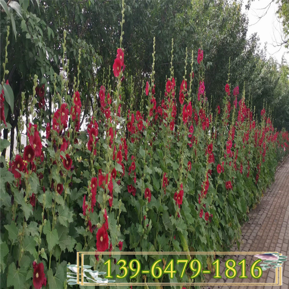 基地直供蜀葵小苗花卉  多色蜀葵小区道路绿化工程苗价格
