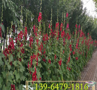 基地直供蜀葵小苗花卉  多色蜀葵小区道路绿化工程苗价格