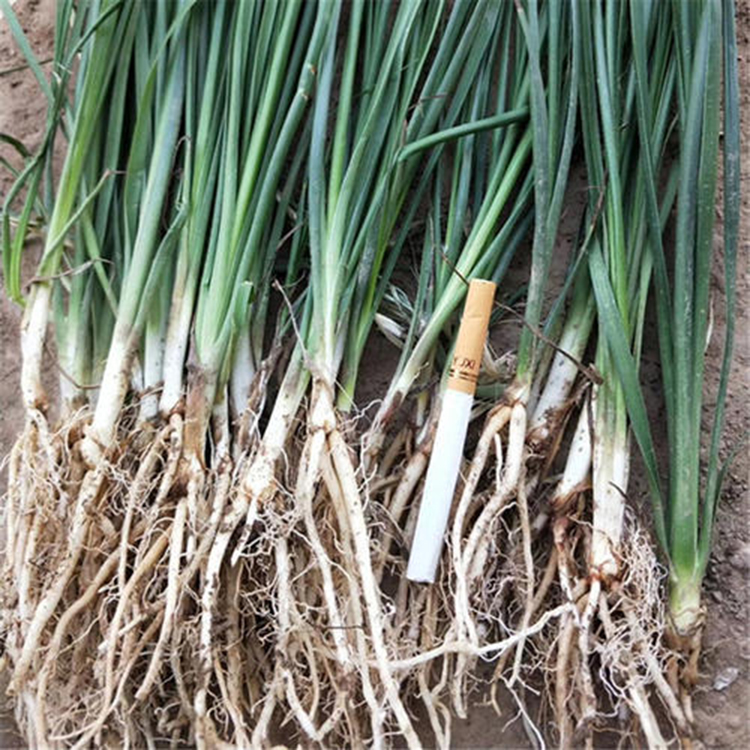 知母苗种植 亳州中药材种苗种植基地 知母中药材种苗批发厂家