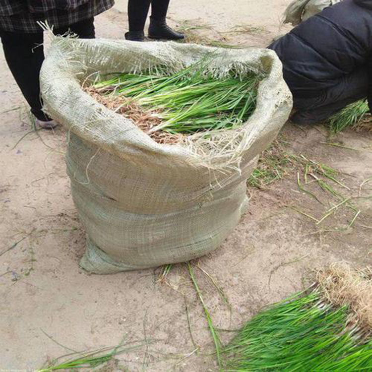 亳州药用知母苗批发商 免费提供种技术