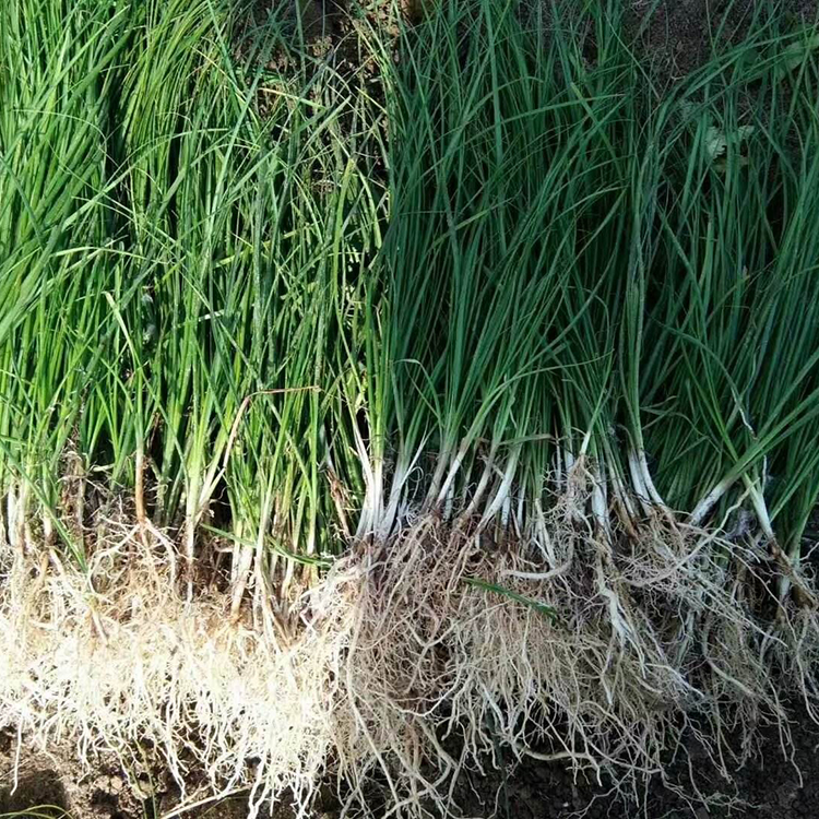 知母种子种植技术管理 知母病虫害管理