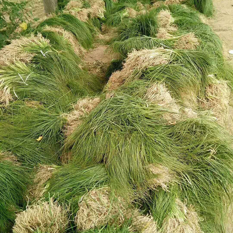 知母的播种方法与种植技巧