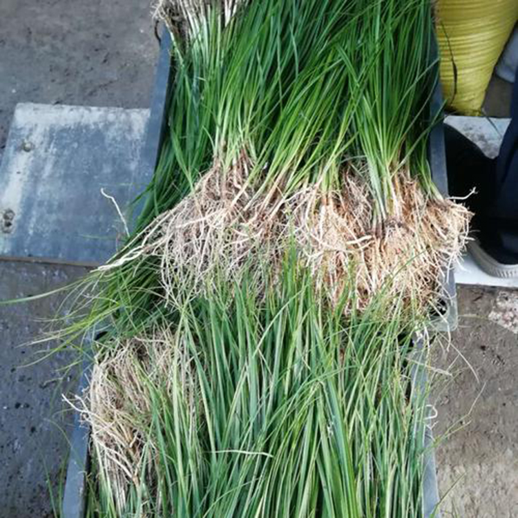 知母种苗种植亩产量 知母苗子种植高产新方法