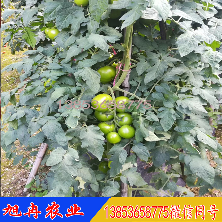 湖北露天种植大红西红柿种子 湖北抗病毒红果番茄种子