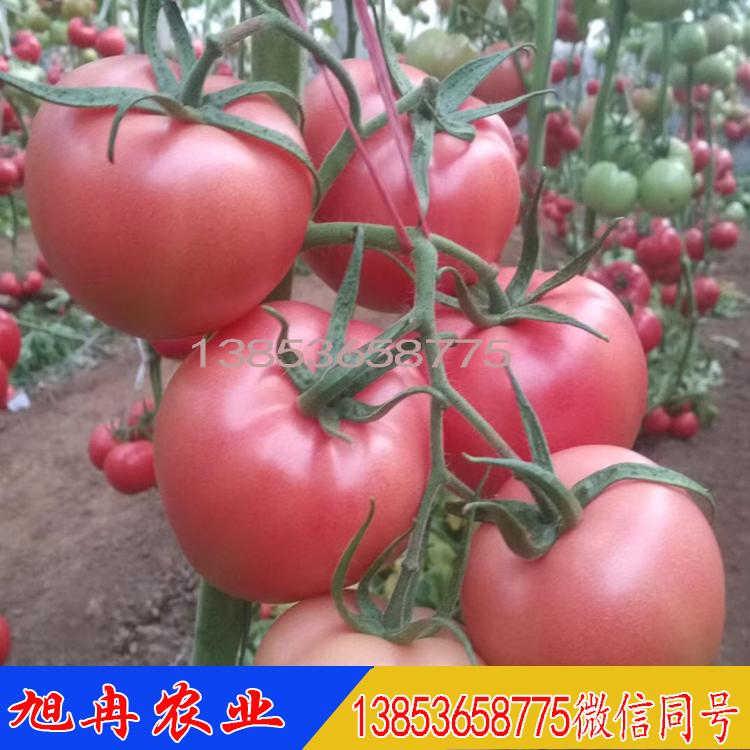 早春越夏定植番茄苗 西红柿种子 蔬菜育苗基地 西红柿苗