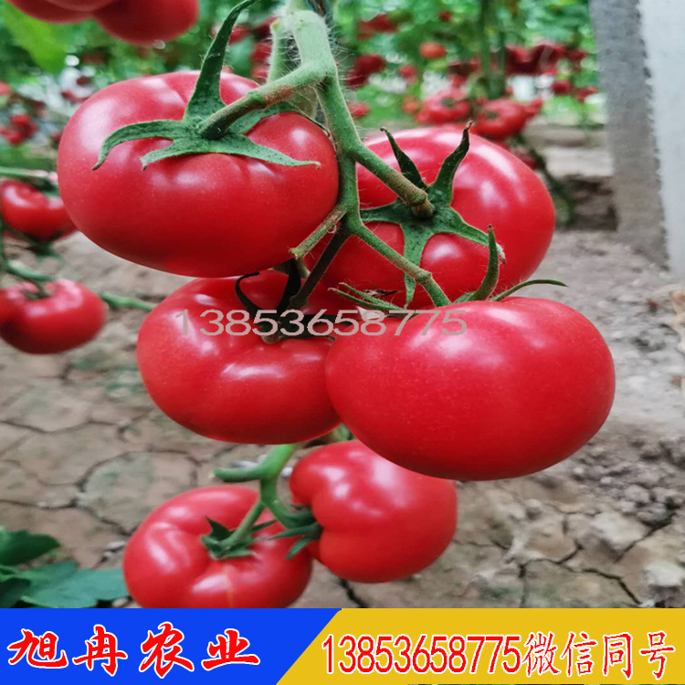 河北廊坊越冬一大茬西红柿种子 西红柿苗