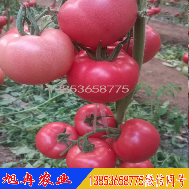 云南露天种植粉果西红种子 西红柿苗 云南露天抗病毒西红柿种苗厂家