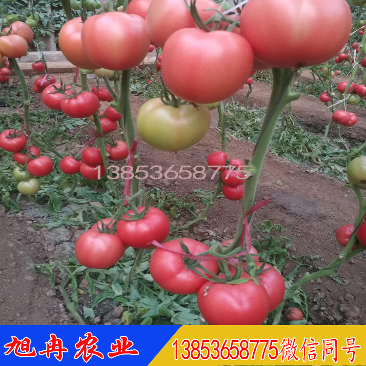 欧曼达3号西红柿种子 西红柿苗