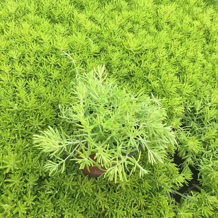 黄金佛甲草小苗批发商 双亚花卉