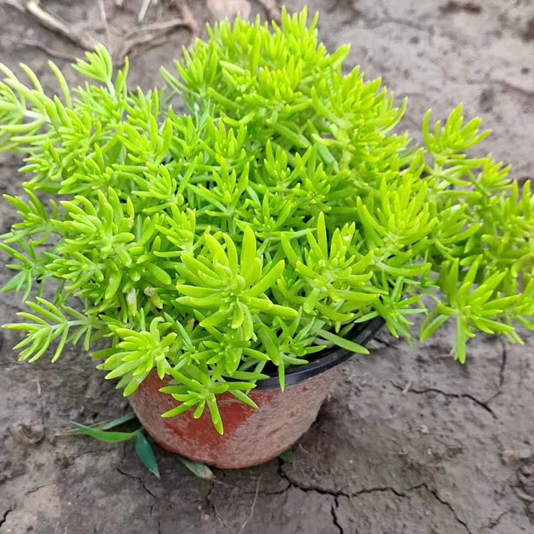 黄金佛甲草