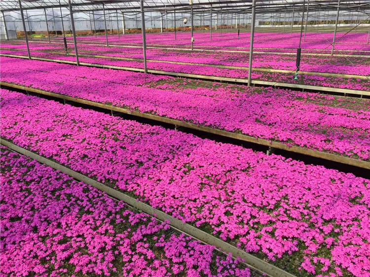 基地种植 芝樱小苗 潍坊基地种植 园林绿化植物