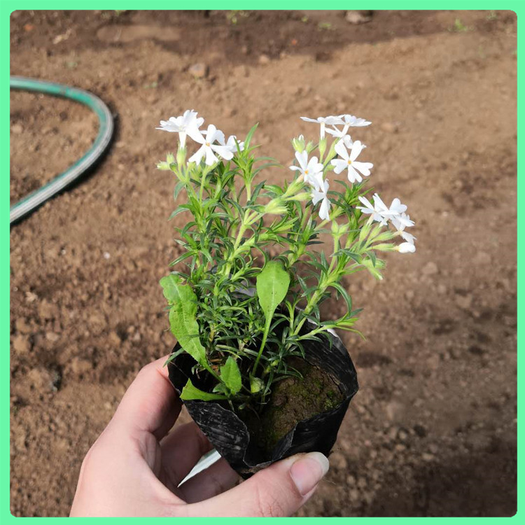 芝樱 苗圃供应生态园用花丛生福禄考营养杯苗 花海工程美化