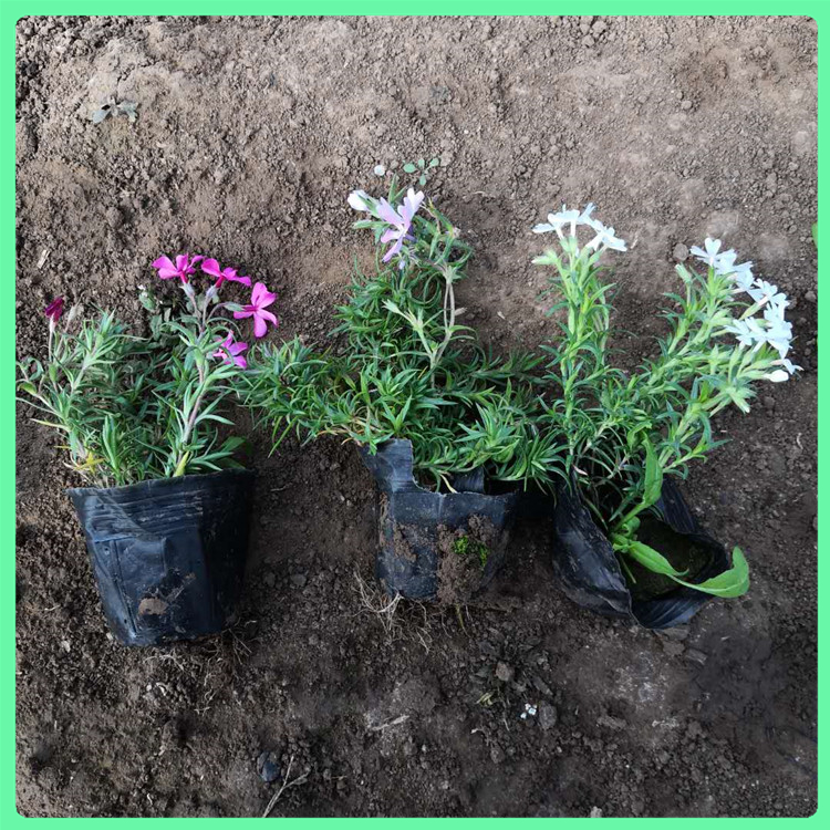  芝樱 基地批发时令草花丛生福禄考营养钵苗 花坛景观绿化