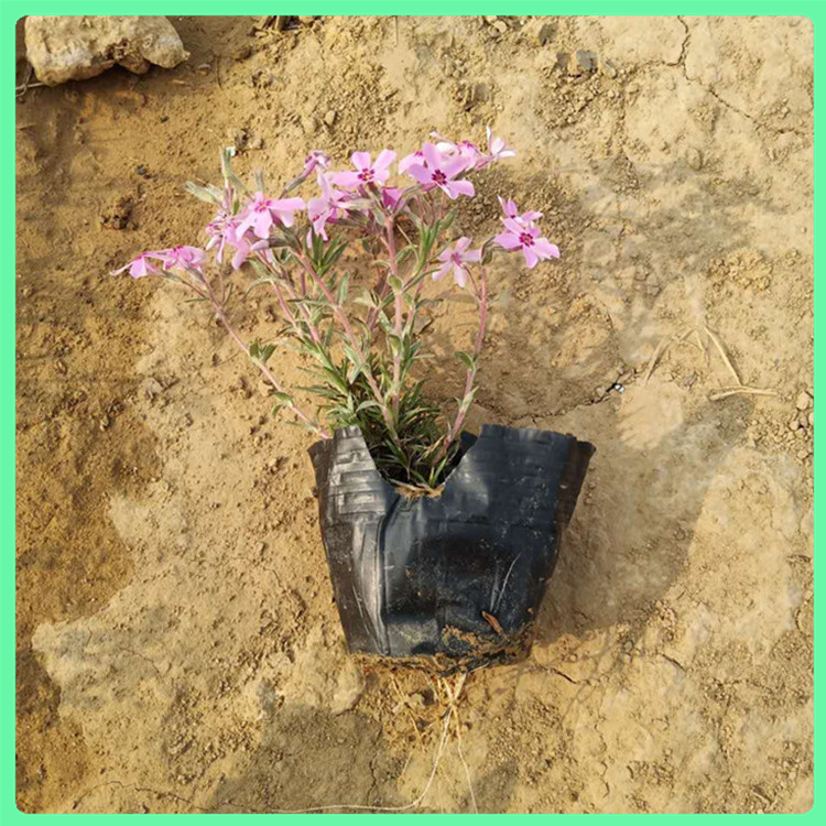  芝樱 常年供应绿化工程用苗丛生福禄考小苗 山东草花基地