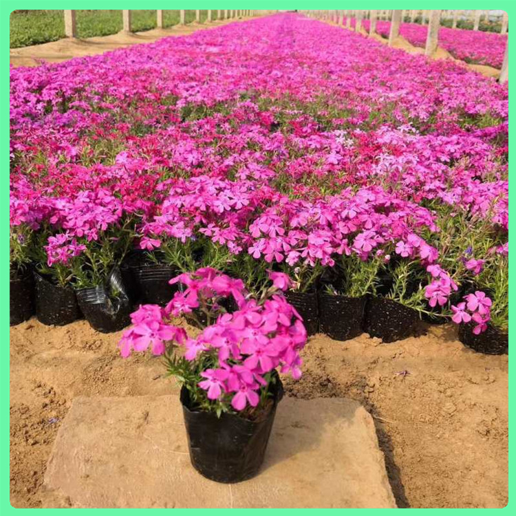 芝樱 基地批发耐寒花卉丛生福禄考种苗 花坛景观绿化