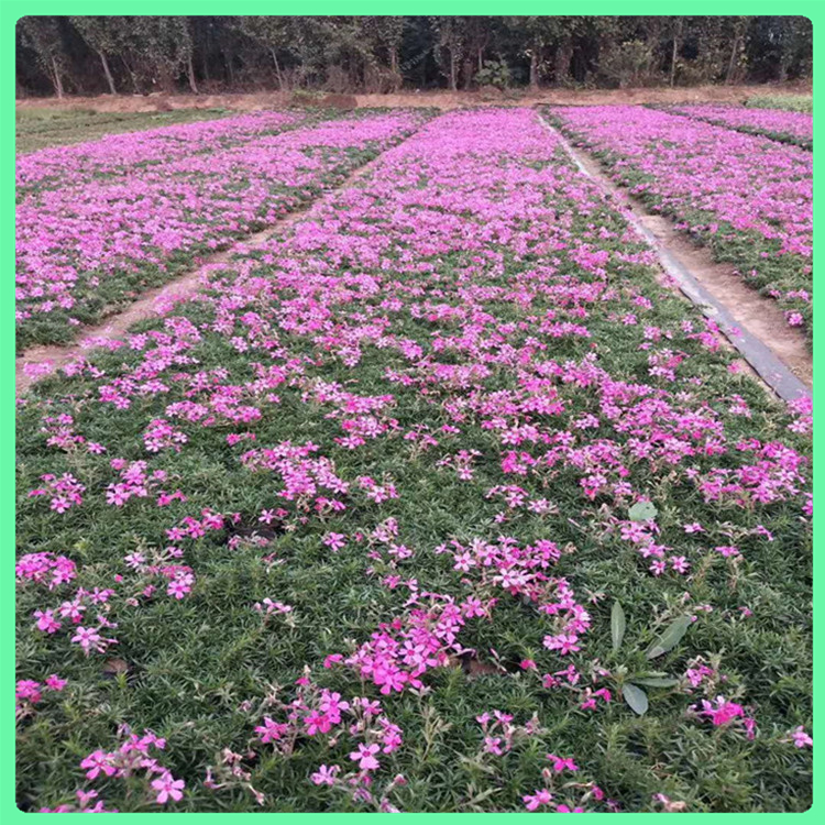 芝樱 厂家供应道路绿化用苗丛生福禄考盆栽 园林景区绿化
